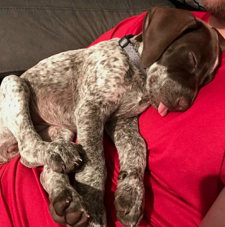 A German shorthaired pointer puppy with its tongue poking out sleeping on a red pillow.