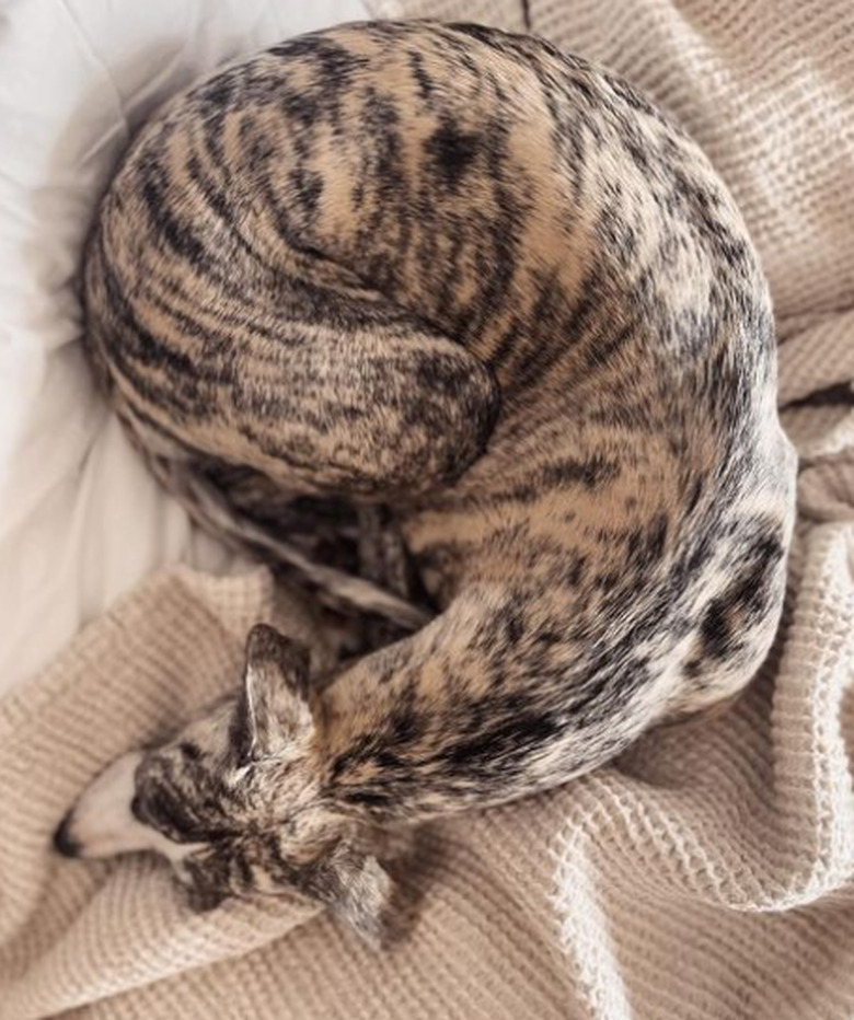 A brindle whippet dog curled into a ball on a blanket