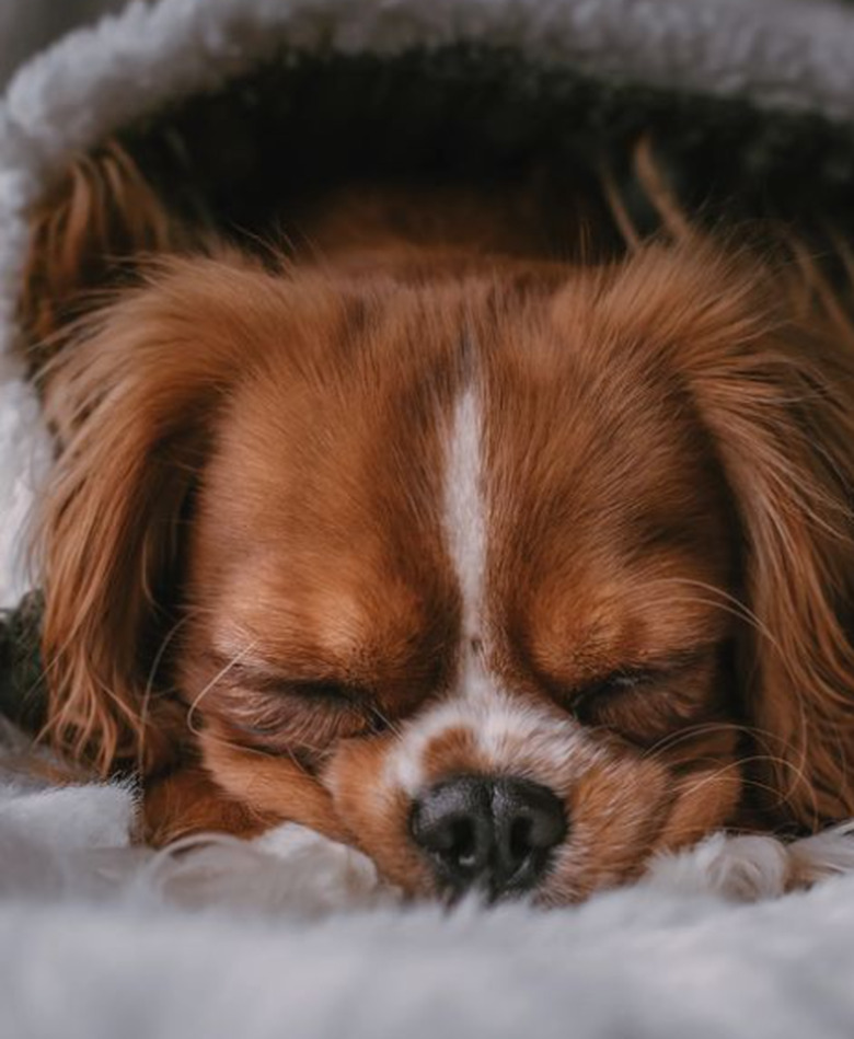 A cavalier King Charles spaniel's face smooshed against a blanket