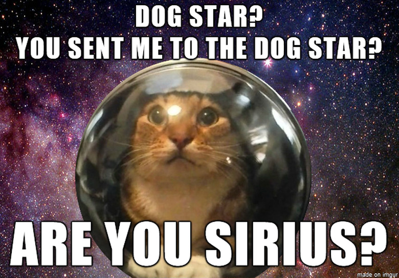 Cat in an astronaut helmet