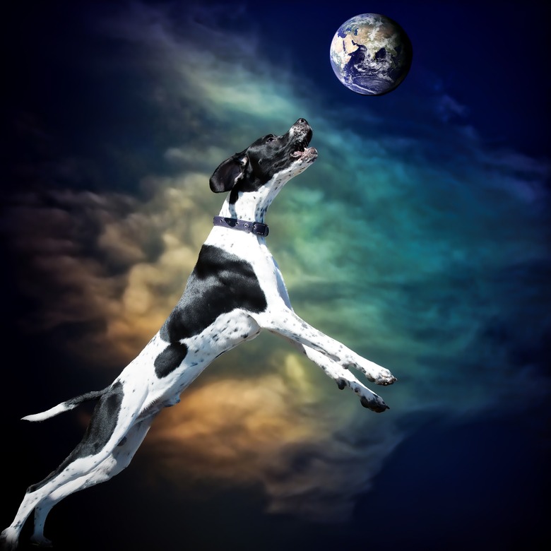 dog jumping up to catch ball that looks like Earth