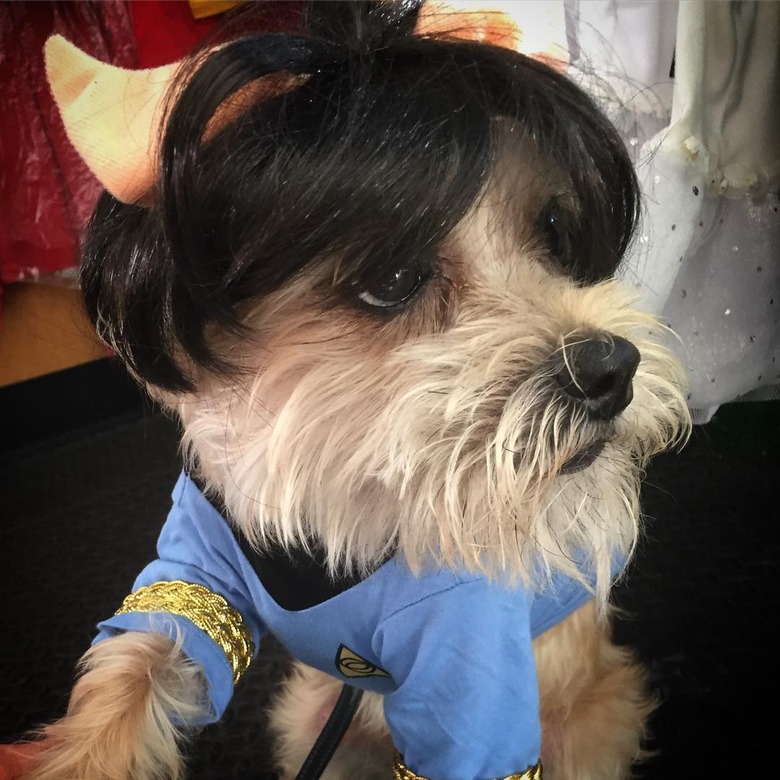 Star Trek-inspired names for male and female dogs and puppies