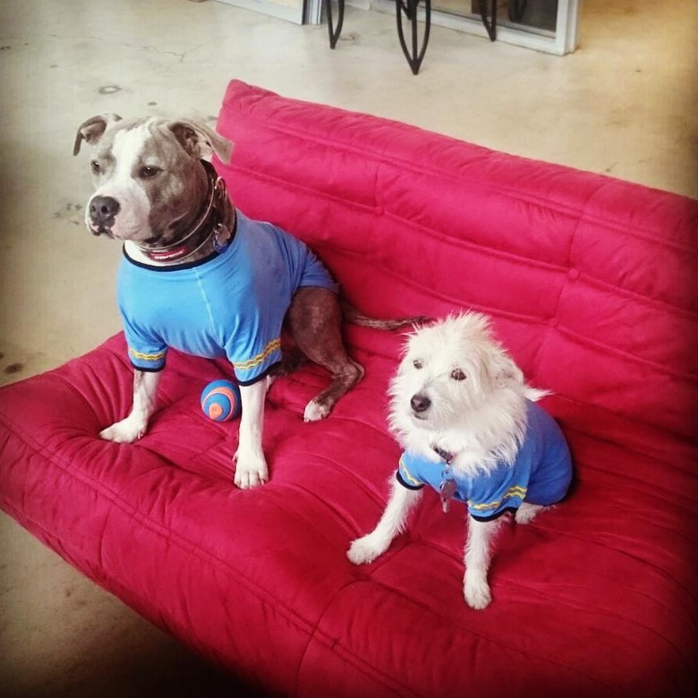 Star Trek-inspired names for male and female dogs and puppies