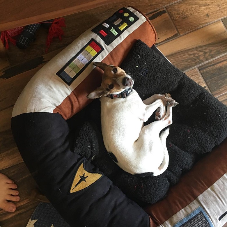 Star Trek-inspired names for male and female dogs and puppies