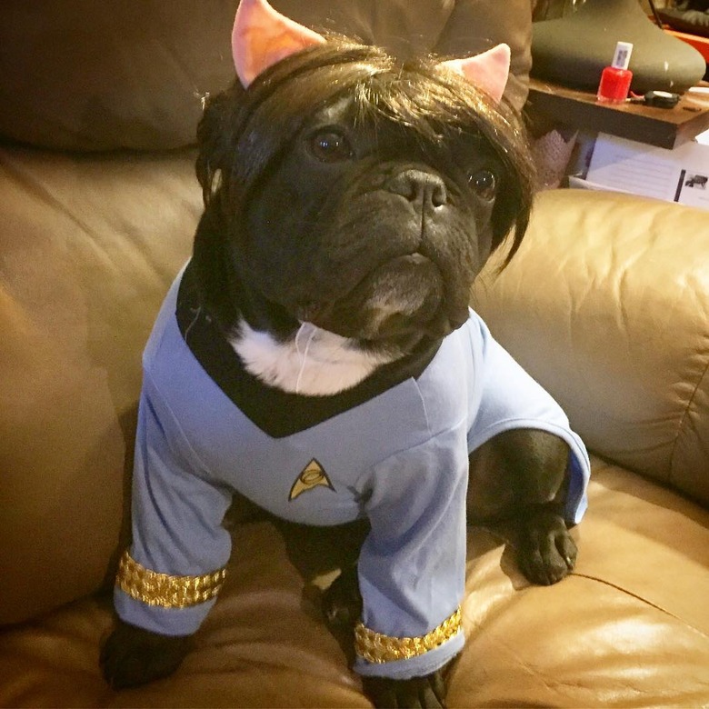 Star Trek-inspired names for male and female dogs and puppies