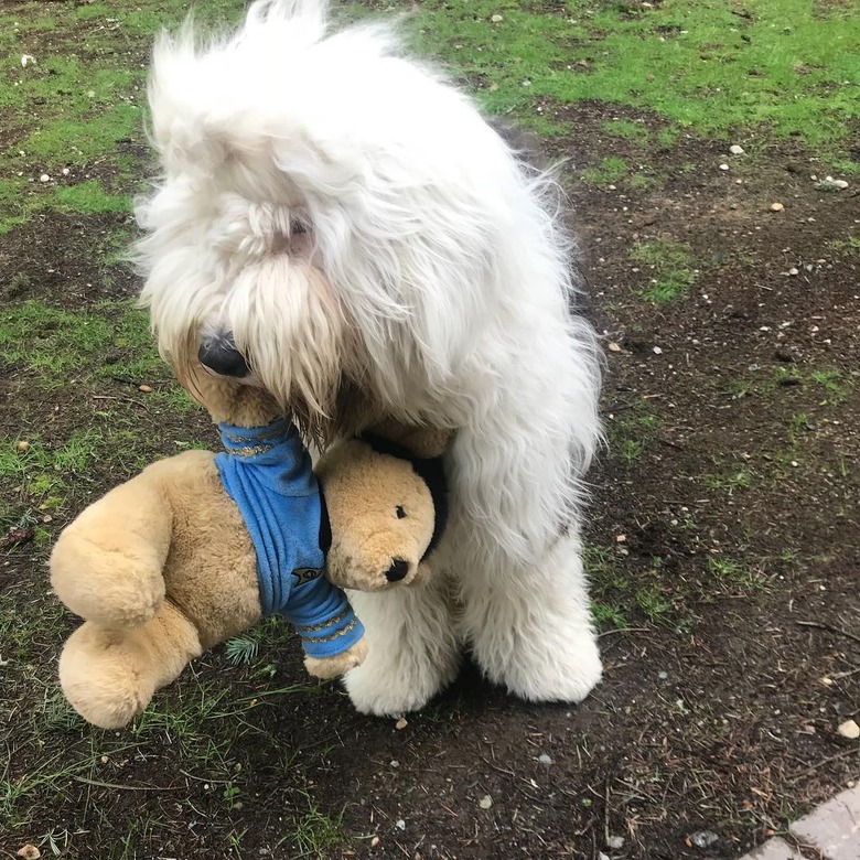 Star Trek-inspired names for male and female dogs and puppies