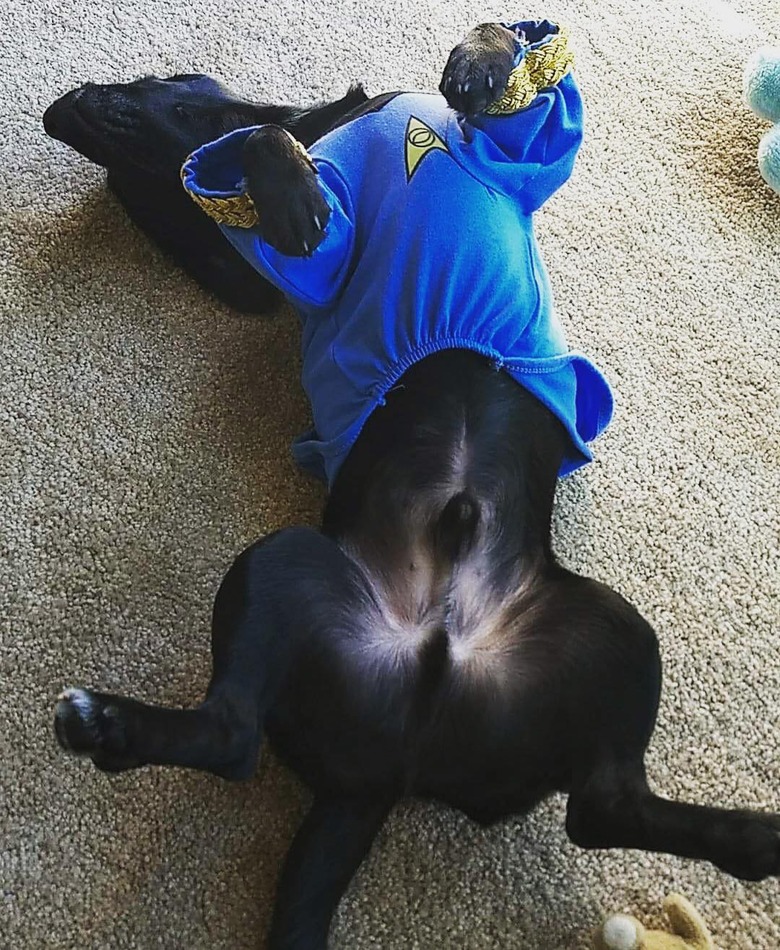 Star Trek-inspired names for male and female dogs and puppies