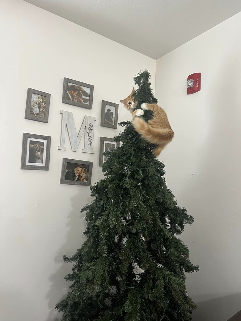 orange cat hanging onto Christmas tree.