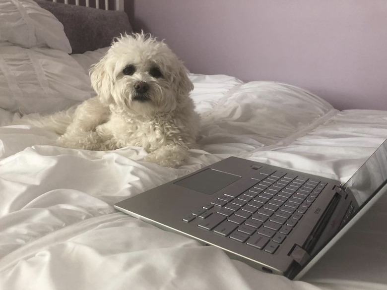 A coton de tulear dog is sitting in front of a laptop.