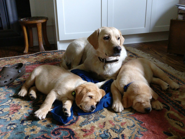 Adult dog with two sleeping puppies
