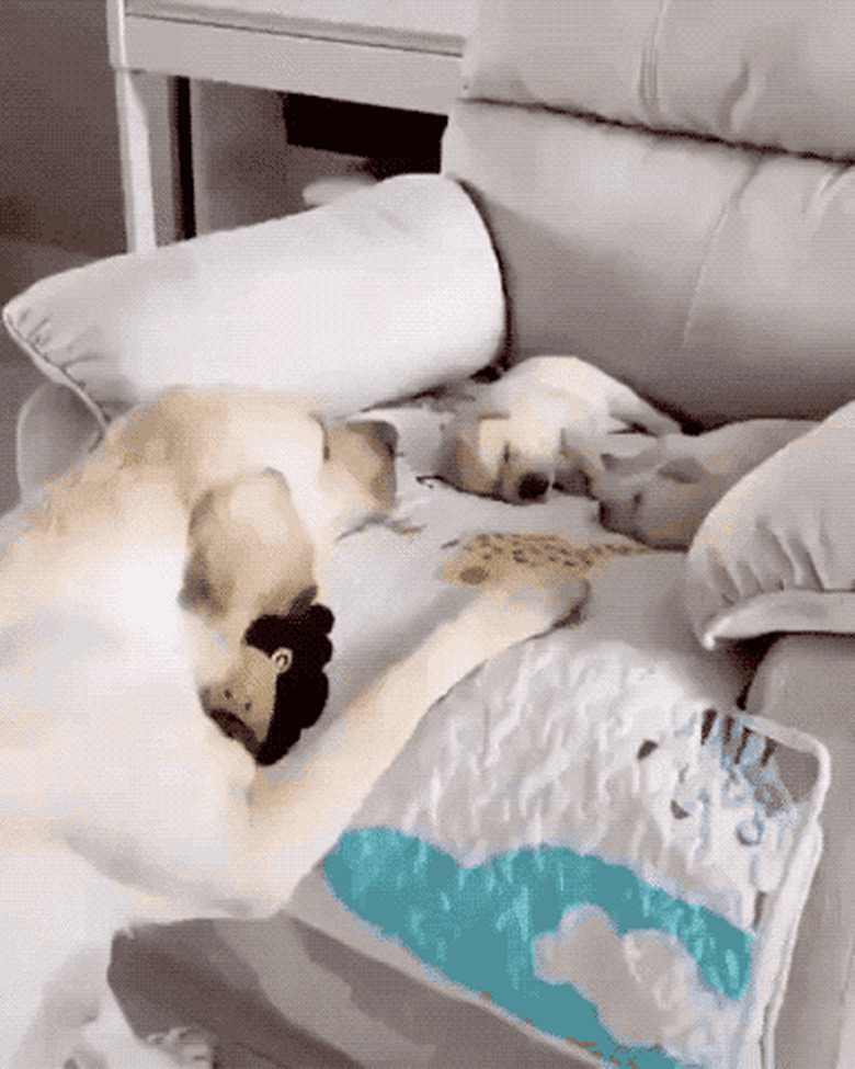 mom dog watching over sleeping puppies