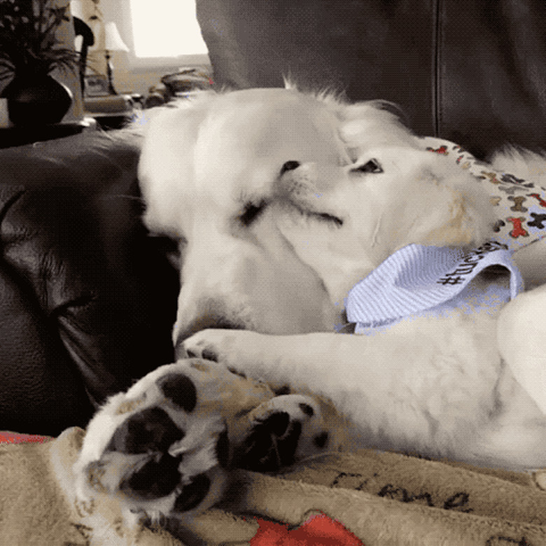 puppy cuddles with mom