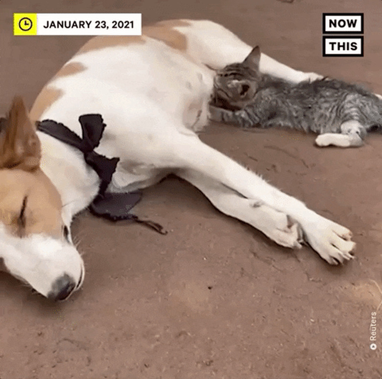 dog nurses orphaned kitten