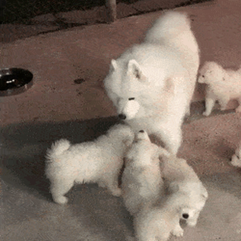 mom dog surrounded by puppies