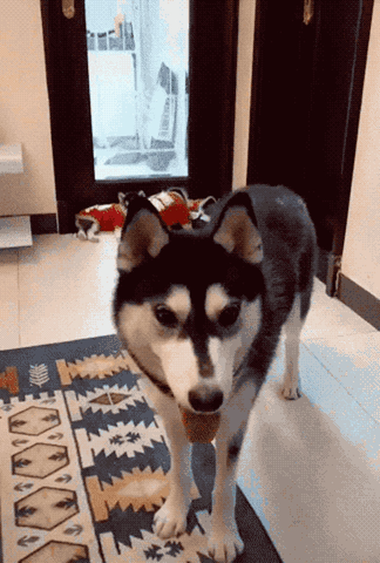 husky dog mom shares chicken with puppies