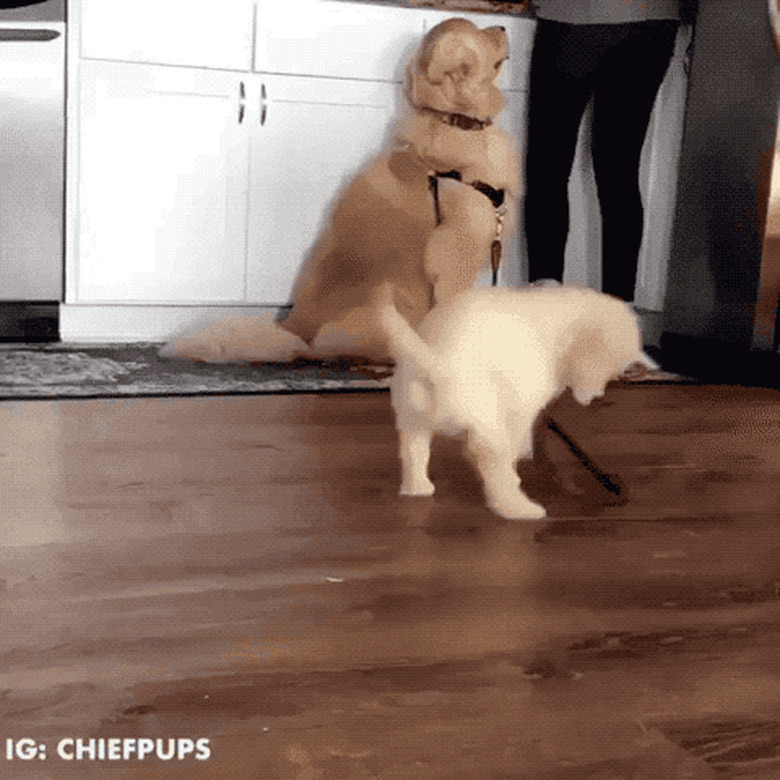 impatient puppy ready for walk