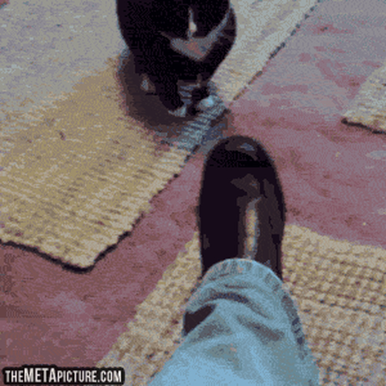cat attacks foot