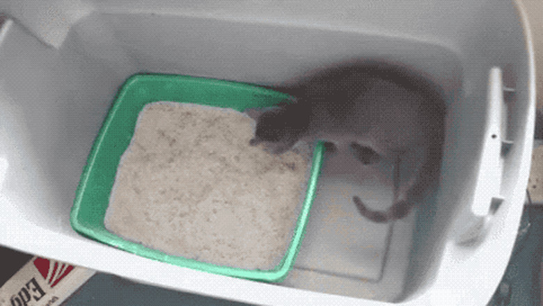 cat plays in litter box like a weirdo