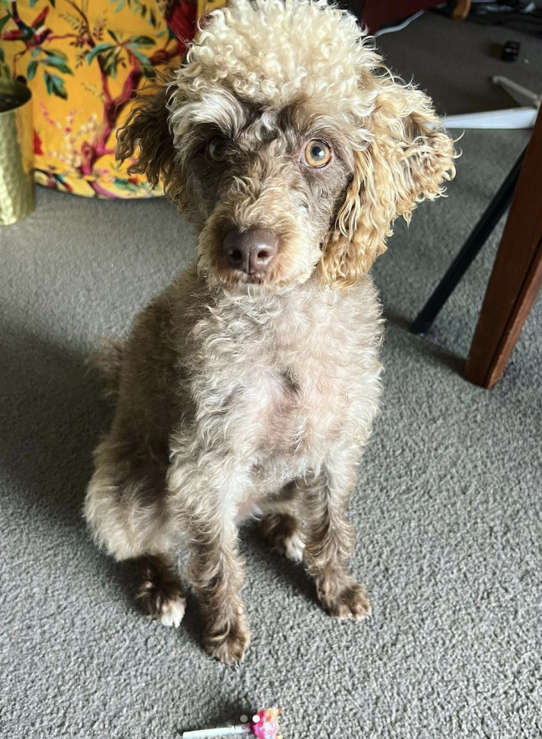 Toy poodle-schnoodle mix sniffing a lollipop looking at the camera.