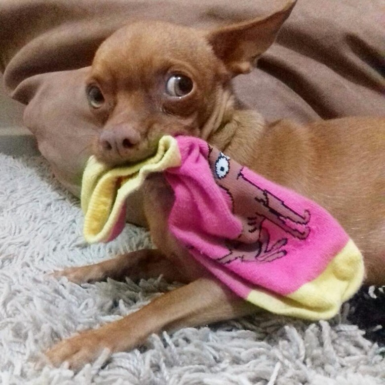 150 Simpsons-inspired names for your dog