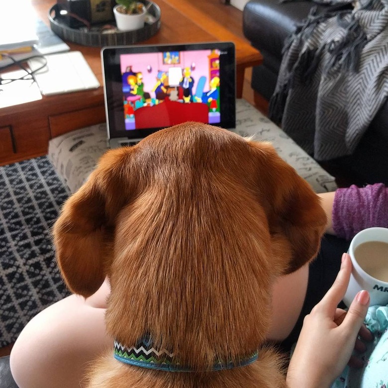 150 Simpsons-inspired names for your dog