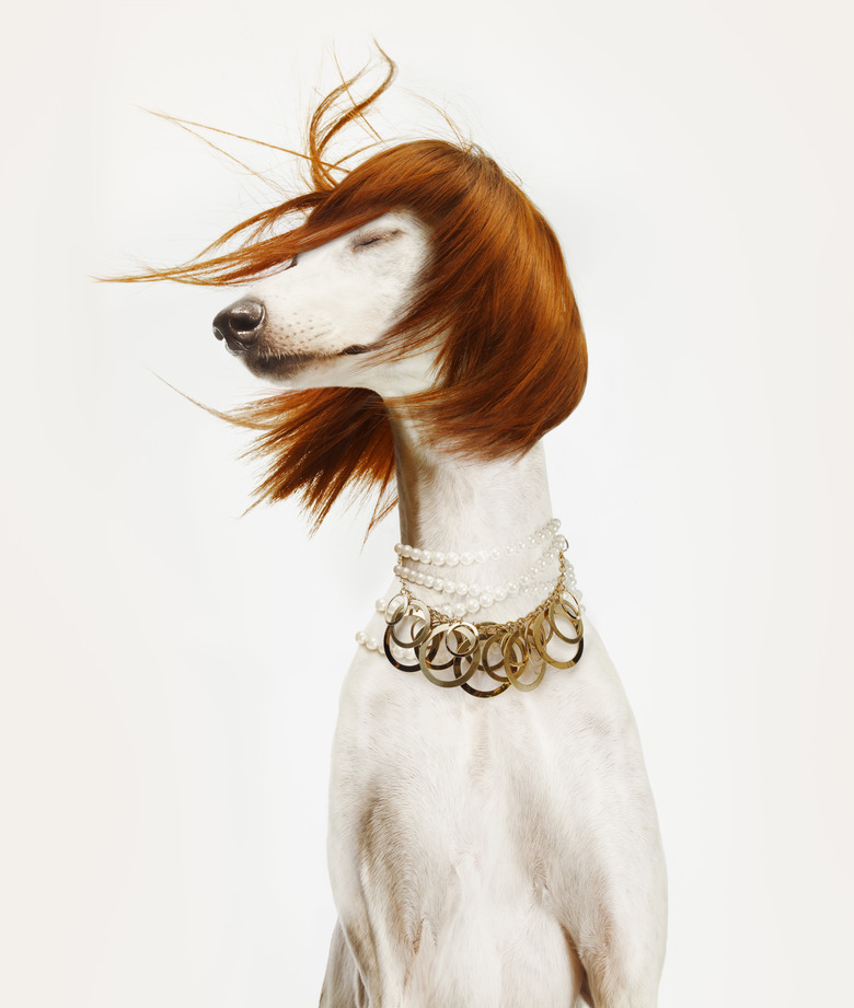 dog with red wig blowing in the wind