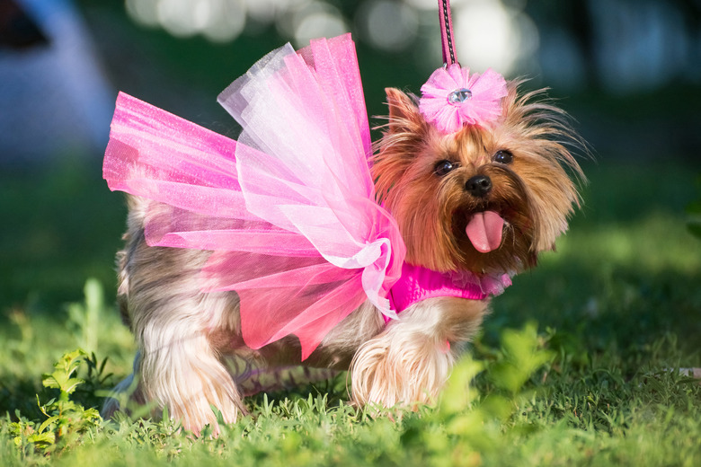 a dog in a pink dress posing outdoors