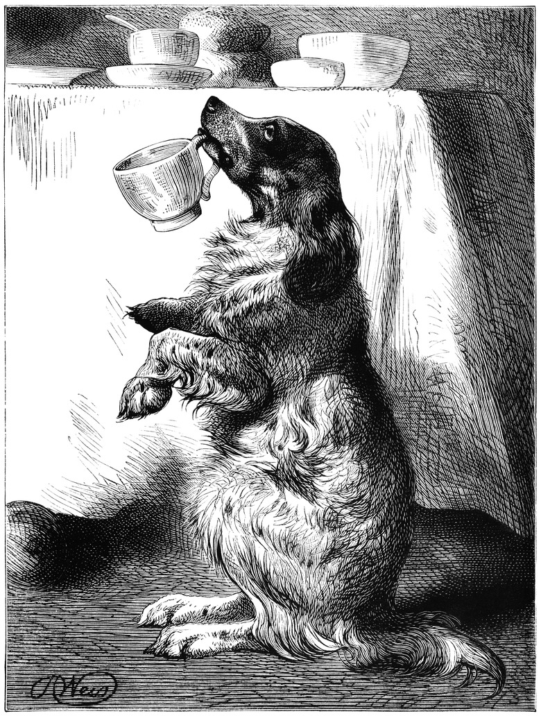 Dog holding a tea cup in his mouth old black and white drawing