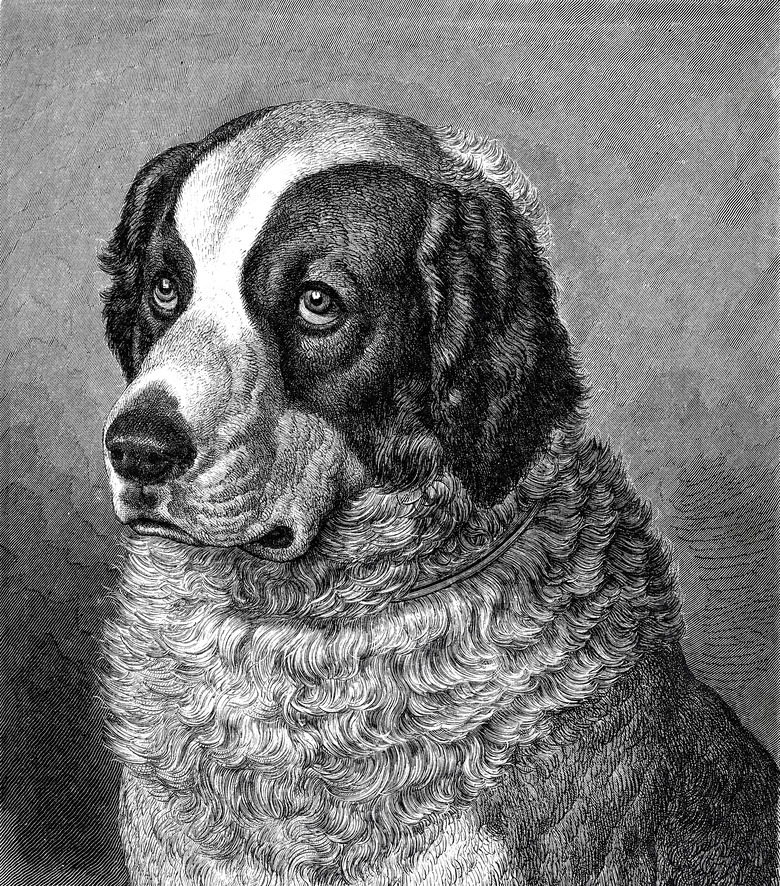 Leonberger dog old black and white portrait