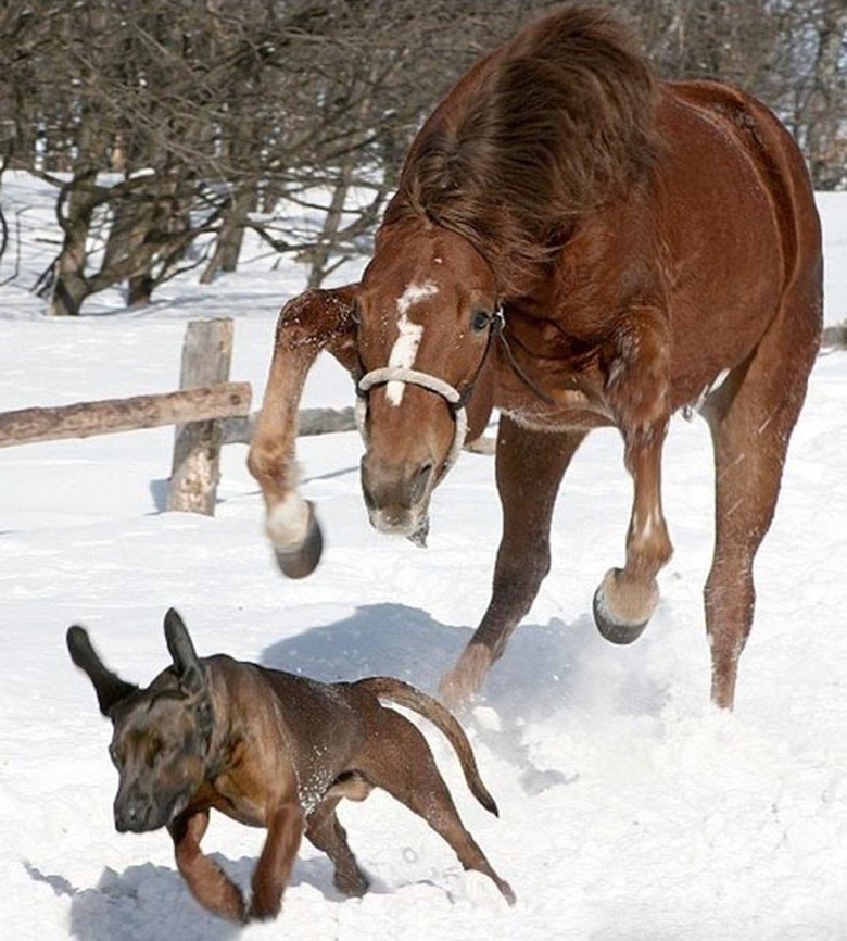 Horse chasing dog.