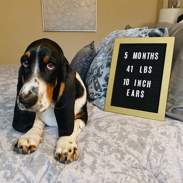 Basset hound puppy next to a sign that says 
