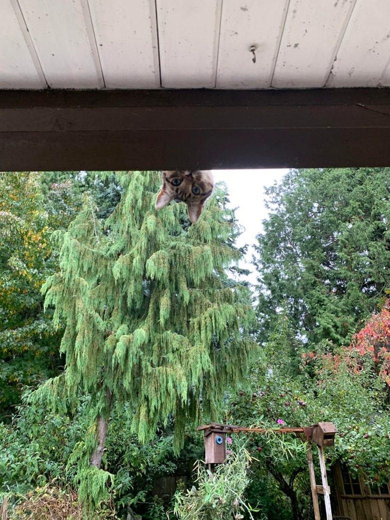 Cat peering down from balcony