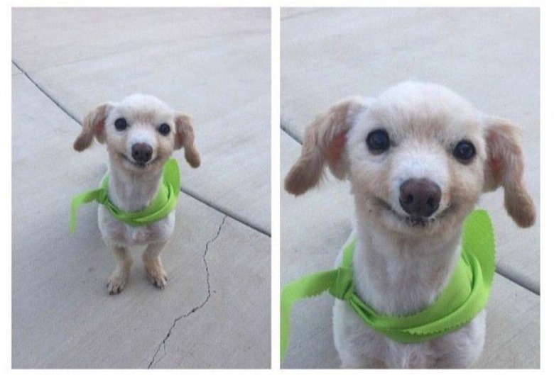 Elderly dog with green kerchief