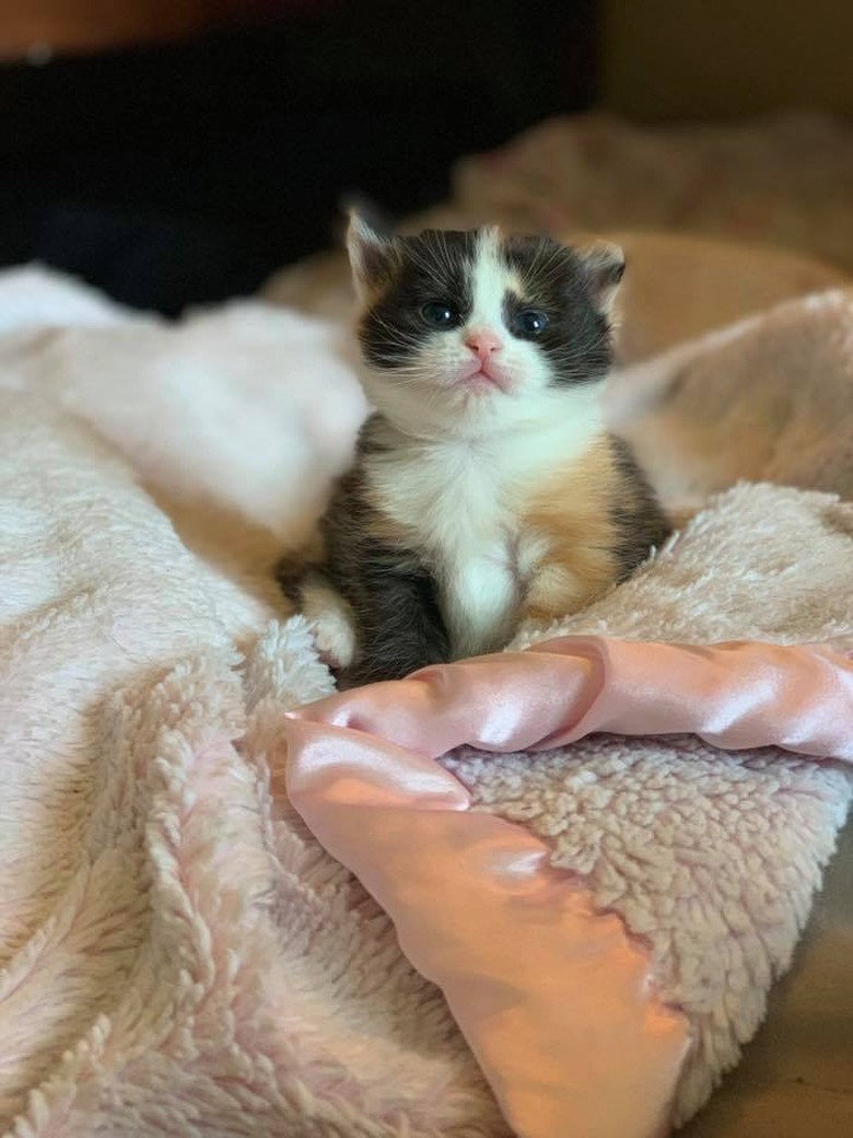 160+ names for calico cats and calico kittens