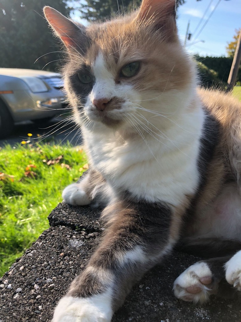 160+ names for calico cats and calico kittens