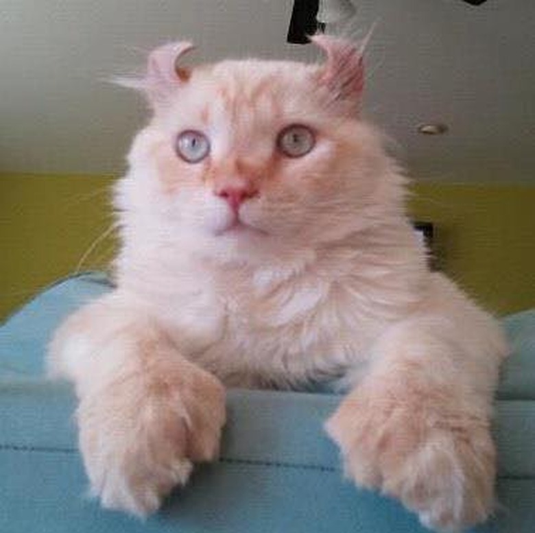 162 names for polydactyl cats and kitties