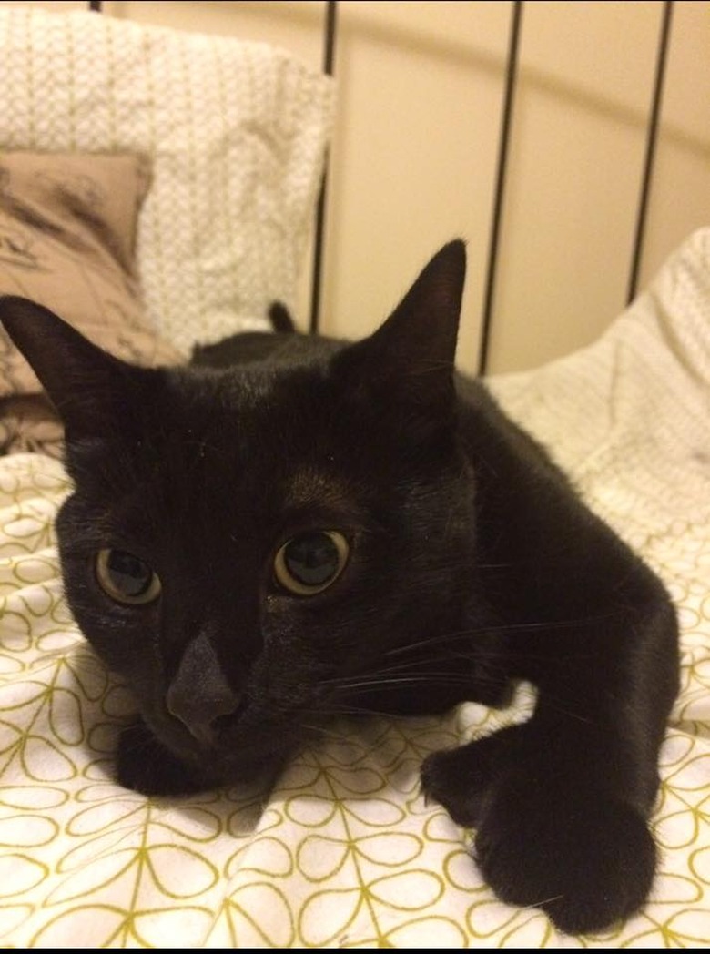 162 names for polydactyl cats and kitties