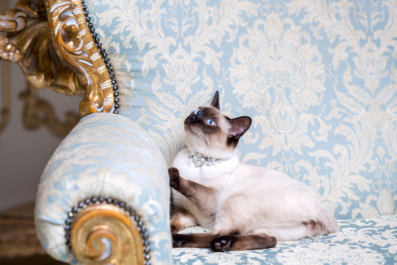a two-color cat without tail of Mekong Bobtail breed with a jewel a precious necklace of pearls around his neck sits on a retro baroque chair in a royal French interior. Theme is luxurious and rich