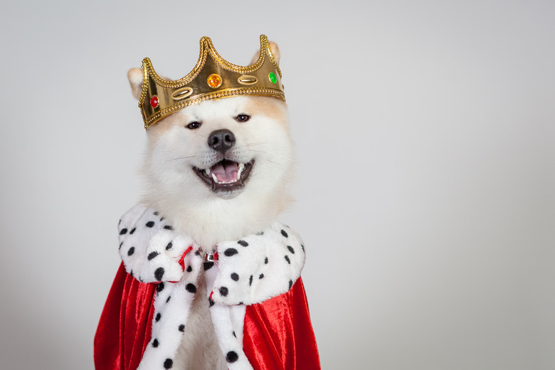 shiba inu dog king wearing robe and crown