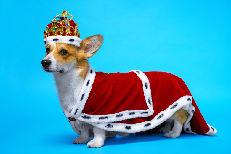 proud and domineering pretty cute corgi dog wearing royal costume crown standing on a blue background.