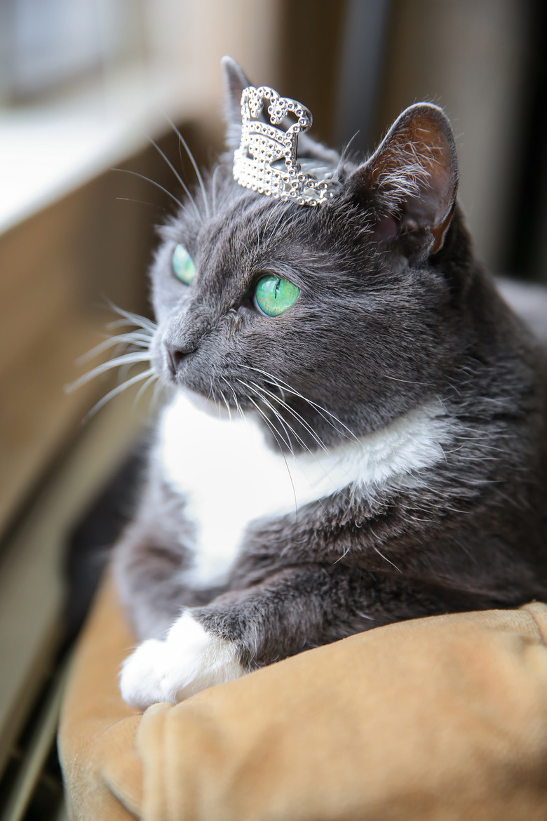 Spoiled Cat Wearing Crown