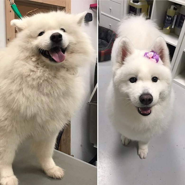 pretty samoyed with hair clip.