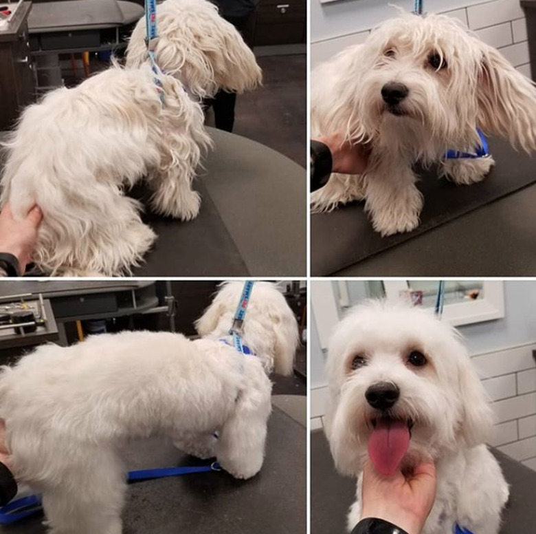 super shaggy dog turned into a fluff.