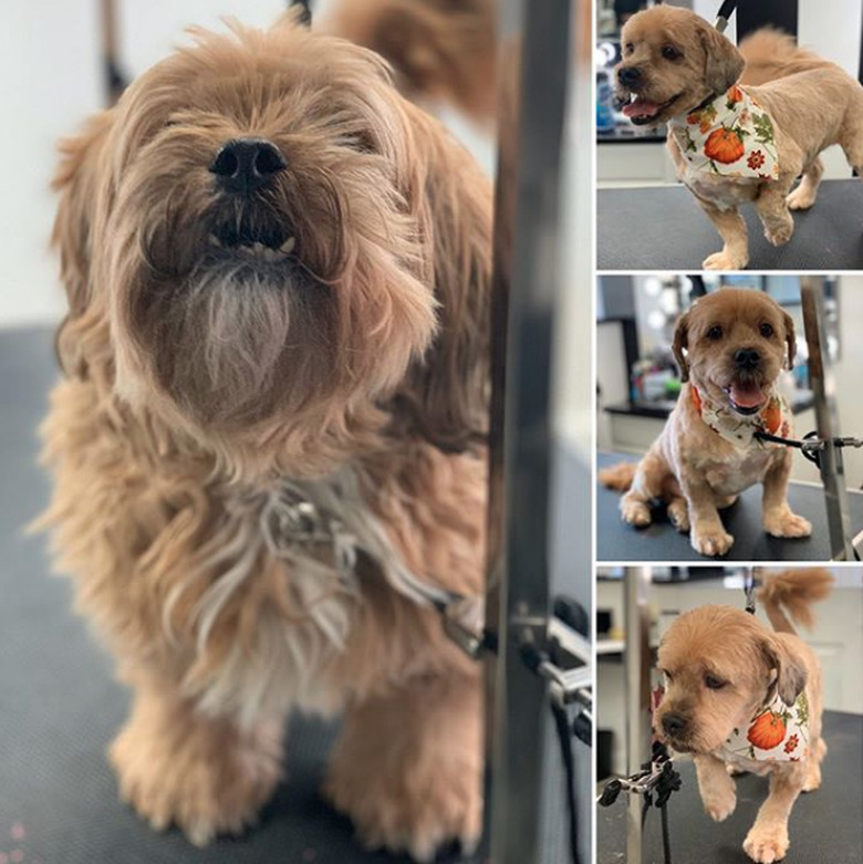 shaggy dog transformed into a sleek puppy.