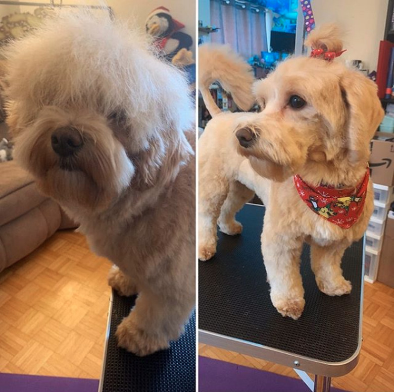 a dog with a ponytail.