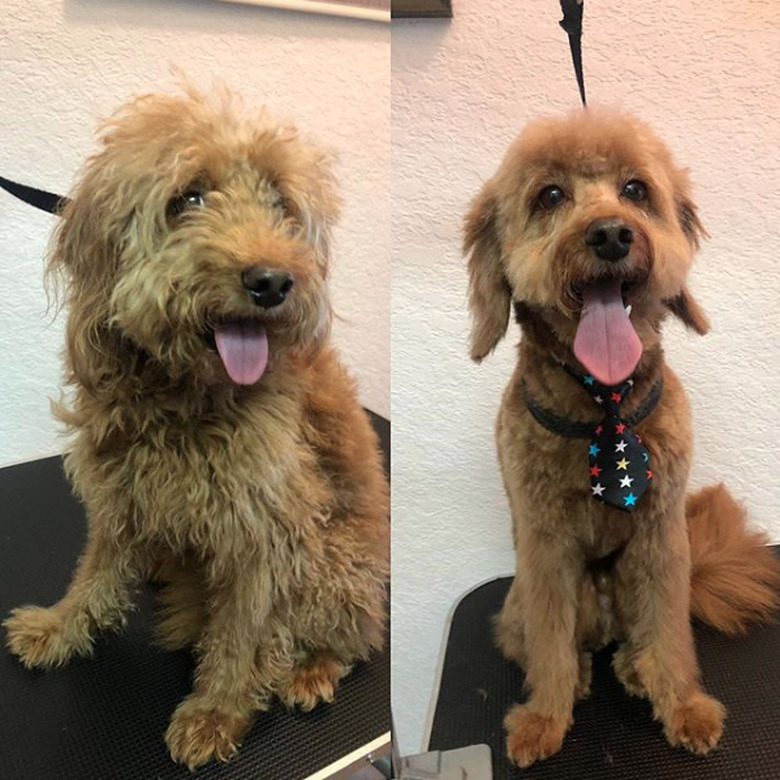 dog with star print tie.
