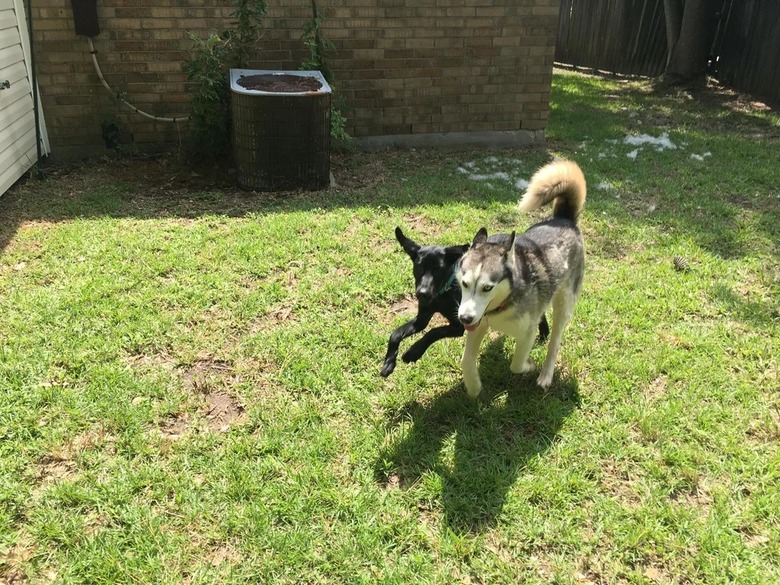 Black lab and husky run together in a backyard.