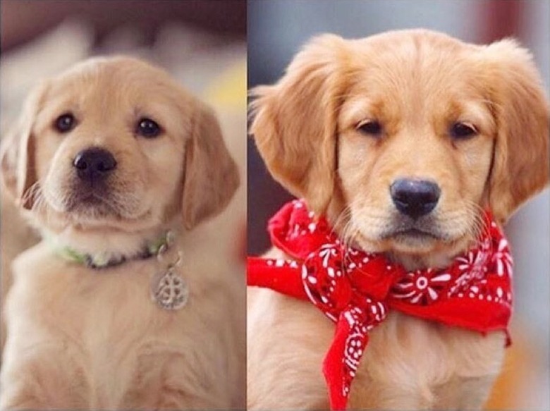 Picture of golden retriever puppy next to picture of golden retriever puppy wearing a neckerchief.