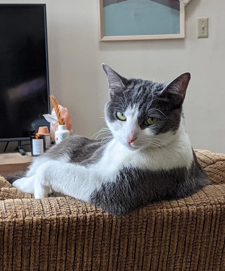 cat sitting like human on couch