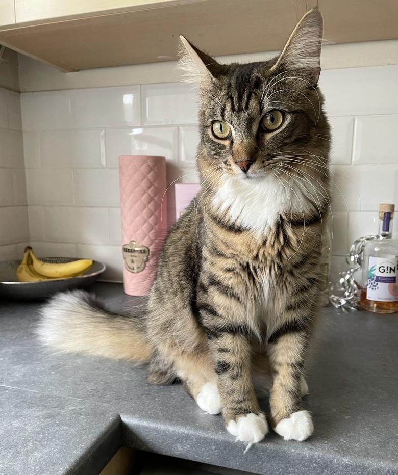 cat is ready for breakfast